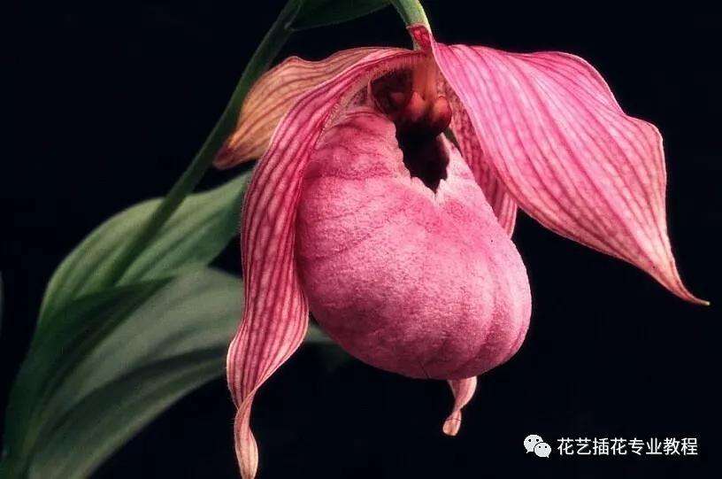 世界上最小的花是什么花 世界上最小的花是什么花?无花果